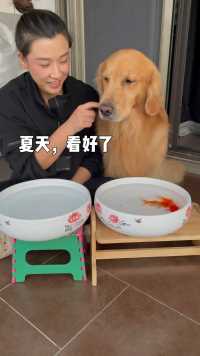 言传身教教夏天给金鱼打氧气、给大家看下夏天打氧气是怎么学会的