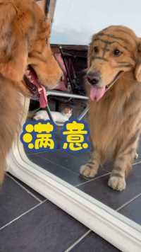 狗中之王，夏天照了下镜子还是很满意的