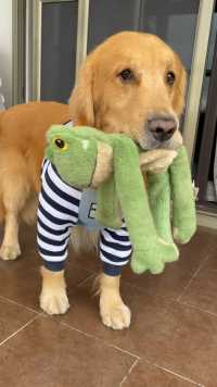 这一天天黏糊的很、又拿着他的玩具来找我玩了