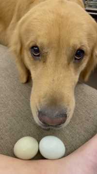 这大嘴厉害了拿了两个这么大的鸡蛋过来给我吃