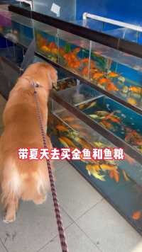 可能是换了鱼粮昨天夏天的金鱼突然就挂了一条今天赶紧带夏天去买回以前的鱼粮然后再买了条鱼回来