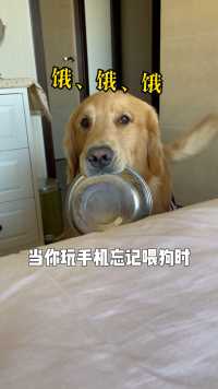 当玩手机忘记喂狗时，你家狗子也这样吗