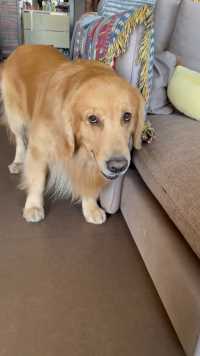 狗子也有脾气啦、为了一个球气的都说话了