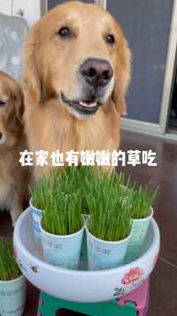 外面草都枯黄了、在家给夏天种草吃，看他吃的多开心啊 #金毛夏天 