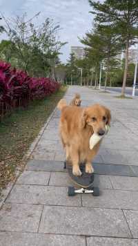 夏天：弄了个萝卜开滑板车车回去煮晚饭了