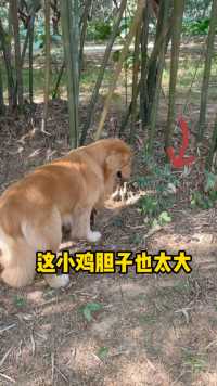 一大早出去山里玩居然遇到一只小鸡仔，还以为要出现鸡飞狗跳了，没想到人家交流一会还互相玩上了