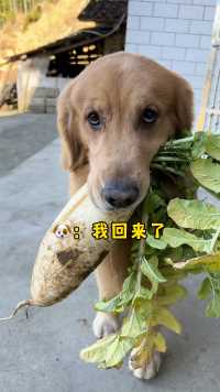 夏天：去挖个萝卜回来你们连饭都吃了也不等我、没有爱了