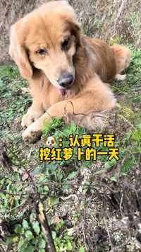 夏天你这挖红萝卜技术比我还好啊，不仅会挖还知道去泥