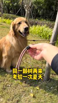 夏天🐶：这次学会了放口不会被树困住、好像又没有完全学会