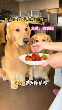 这同样是狗区别怎么那么大呢、夏天拿眼镜瞪我了今天估计生气了