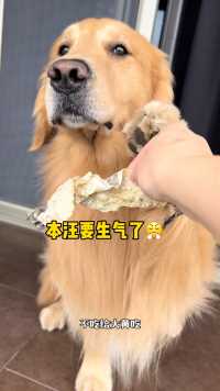 果然是爱鱼的狗子、宁愿吃白菜也不吃鱼鱼