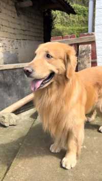 又勤快又能干还能无障碍沟通这狗能处