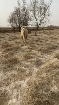 老骆驼：你打的嗝好香啊 吃的什么草？#骆驼#记录牧场生活