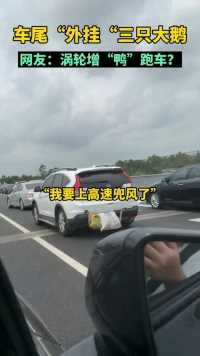 广东，网友拍到的一幕，行驶的小车上“外挂”三只大鹅，网友：涡轮增“鸭”跑车？