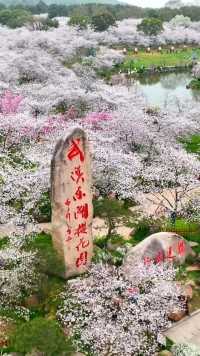 世界三大赏樱圣地武汉东湖樱花园，迎来最佳观赏期，错过再等一年。