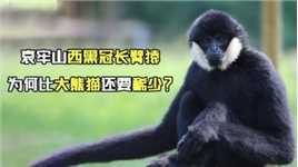 哀牢山西黑冠长臂猿，为何比大熊猫还要稀少？