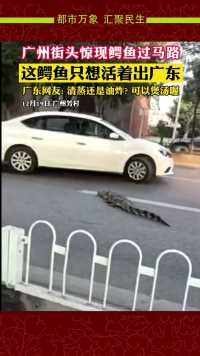 12月19日，广东广州，一只鳄鱼慢悠悠地在荔湾区芳村的马路上横过车流。网友说：清蒸还是油炸好呢？