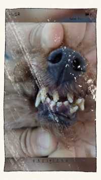 泰迪犬果果的麻醉洗牙，拔除坏牙，剩余的牙齿白白净净的，要关注小狗狗的牙齿健康呦
