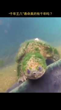 这是在海底真实拍摄的海龟，大概90多岁，所谓的“千年王八”你知道寿命实际多长吗？