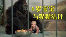 9个月超智商小宝宝，竟认大猩猩做大哥，把劫匪耍的团团转！