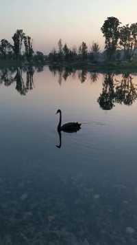 东安湖公园•黑天鹅
