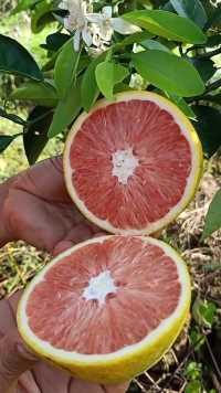 这是橙子不是柚子，新品种卡拉卡拉红肉脐橙苗