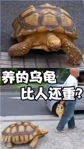 养了只龟比主人还重？？#萌宠 