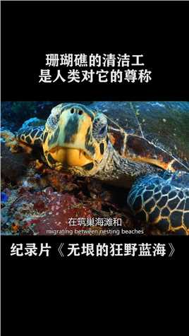 有一种奇特的乌龟，每天都在为海底世界做贡献，不停地修理着珊瑚礁枝叶#纪录片