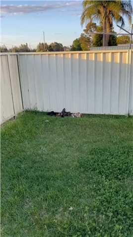 邻居家的三只狗子总是想过来找猫咪玩！#萌宠 