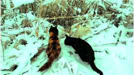 大雪中，田园猫的常规状态