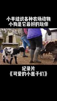 小羊羔结识了各种各样的农场动物，它试着跟它们一起玩耍#纪录片 