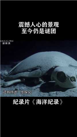 数百只海龟死于此地，尸体残骸遍布满地，就连科学家都陷入了谜题#纪录片