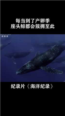 雄性座头鲸的数量，要远远超过雌性的数量，所以交配自然避免不了战争#纪录片