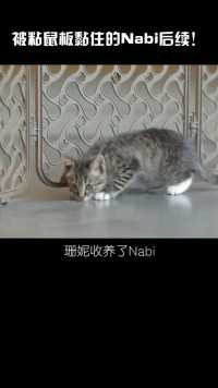 Nabi被收养了，余生快乐。#宠物 