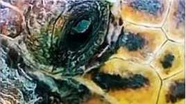 【2/3】解救大海龟#保护环境人人有责任