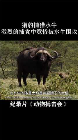 猎豹捕猎水牛，激烈的捕食中，竟惨被水牛围攻#纪录片
