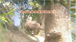 对鸟故事朱颈斑鸠4集③，中午在十树上休息整理羽翼的斑鸠鸟