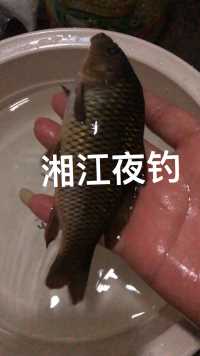 今天在湘江夜钓上了一条不像鲤鱼鱼，谁认识是什么鱼吗？