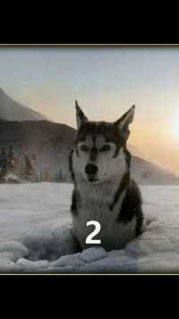 #美国电影 看一只狗子，如何蜕变为狼王
