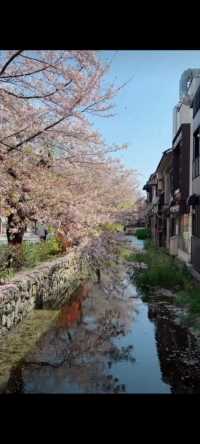 日本京都樱花季