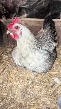 在农村听到鸡“咯咯哒”就代表可以捡蛋喽   #田园生活