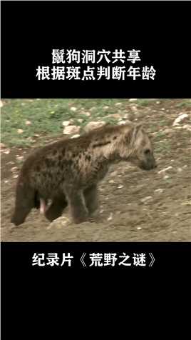 鬣狗洞穴共享，经常找不到幼崽，根据斑点判断年龄#纪录片