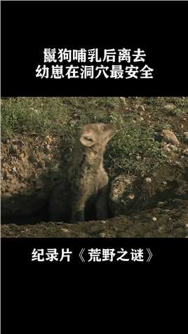 鬣狗哺乳后直接离去，幼崽在洞穴内最安全，乖乖等待妈妈回来#纪录片