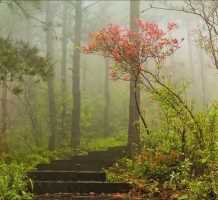 春雨湿杜鹃，林中起雾烟。
人从此间过，飘渺当神仙。