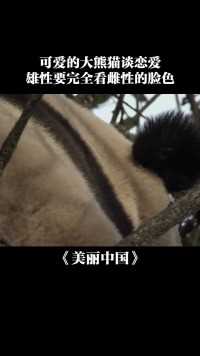 面对“美女”坐怀不乱！公熊猫无视母熊猫求爱一心干饭