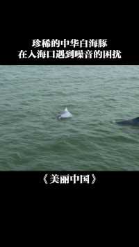 广东佛山现中华白海豚，疑因声呐系统出现问题而误入