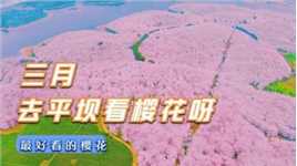 阳春三月，带你到平坝看世界上最美的樱花  #平坝樱花