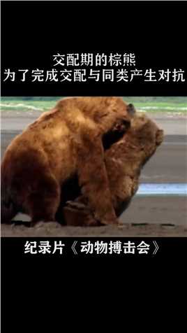 交配期的棕熊，为了完成交配，与同类产生激烈的对抗#纪录片
