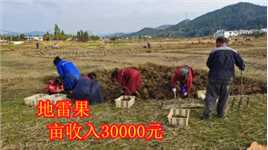 广西有名的山村，家家户户种植“地雷果”，亩产值可达30000元