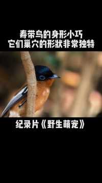 寿带鸟的鸟巢形似漏斗，一般建在十米高的树杈上#纪录片 